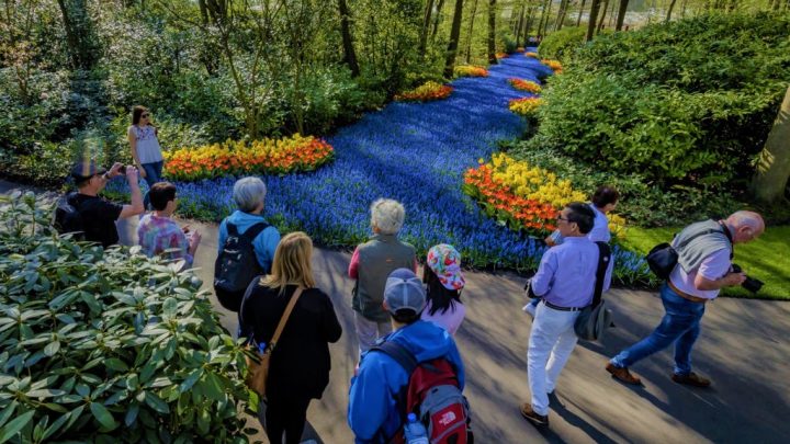 No passeio guiado, especialistas explicam tudo sobre as plantas, os métodos de cultivo, a temática por trás dos desenhos e a tradição das tulipas holandesas. Crédito: