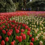 Keukenhof: como visitar os jardins das tulipas na Holanda em 2024