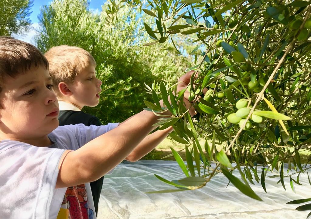 Na imagem, vemos dois meninos crianças colhendo azeitonas verdes.