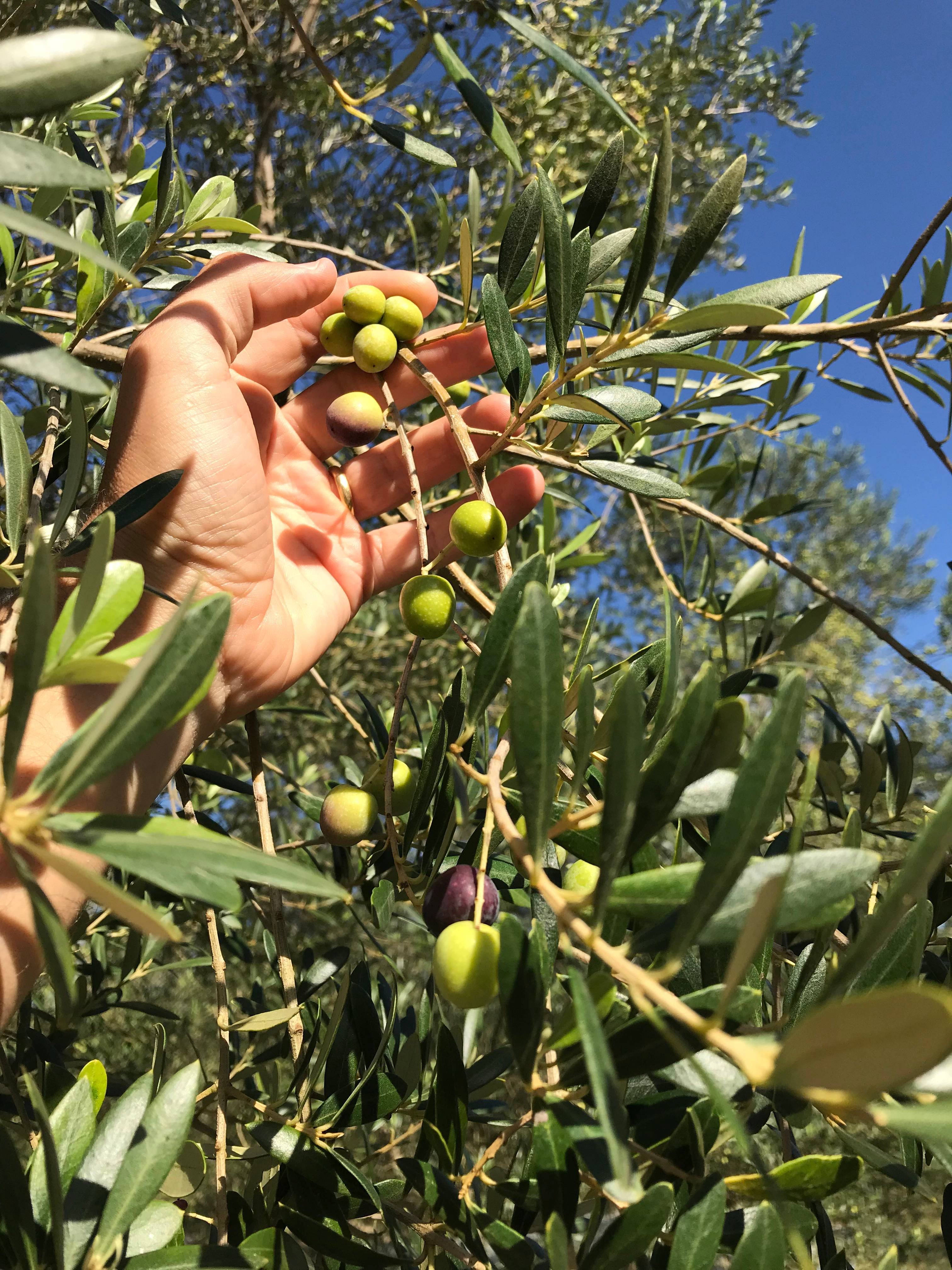 Na imagem, vemos uma mão pegando os frutos de uma oliveira.