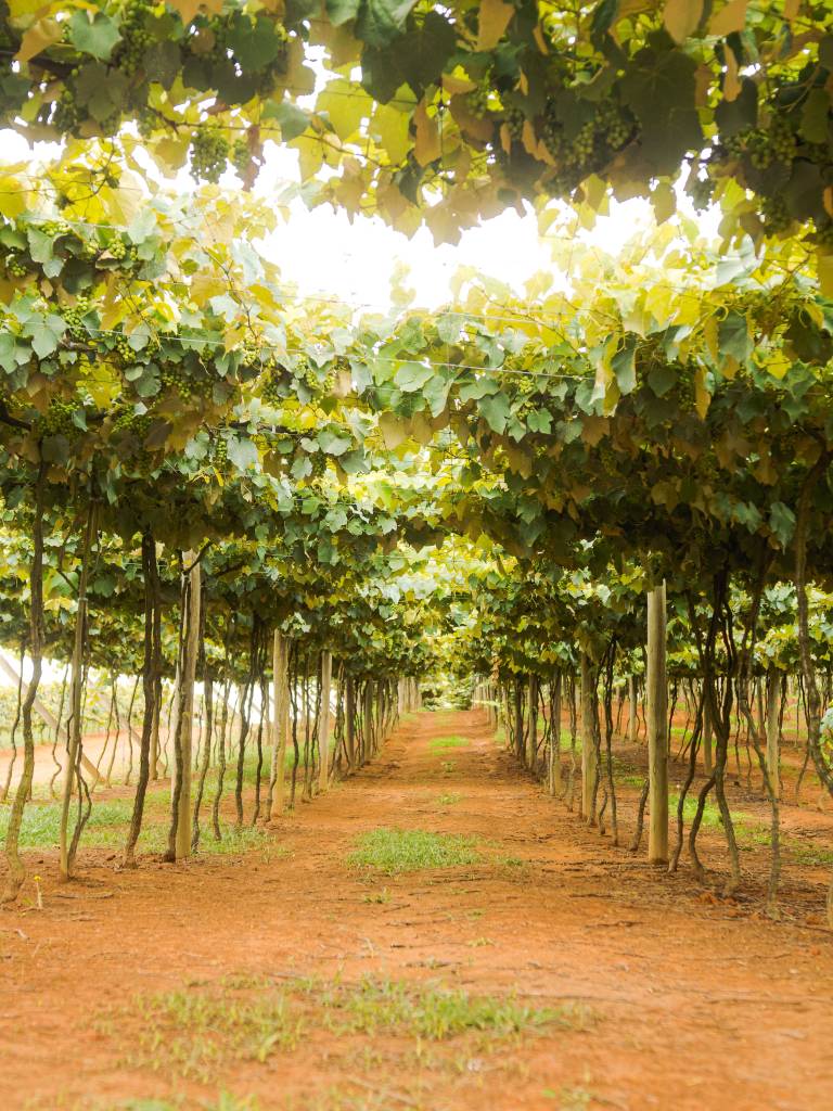 Vinícolas Góes, São Roque, São Paulo, Brasil Vinícolas Góes, São Roque, São Paulo, Brasil