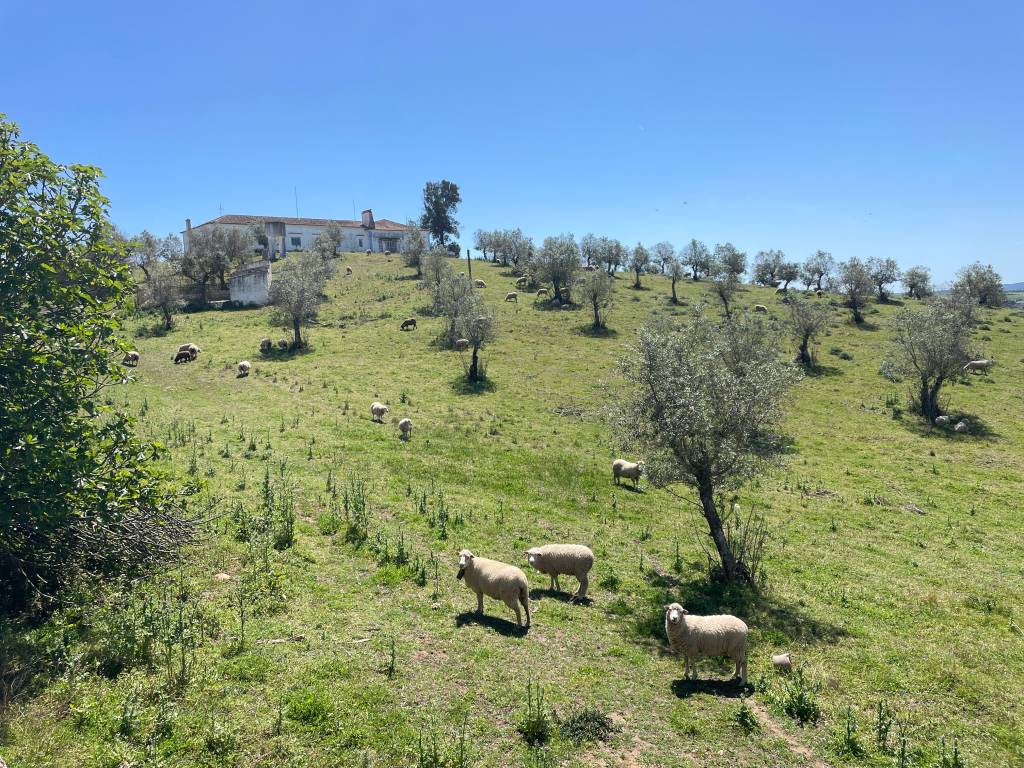 Colina forrada de grama verde com várias oliveiras, algumas ovelhas, e, no alto, uma casa antiga de paredes brancas