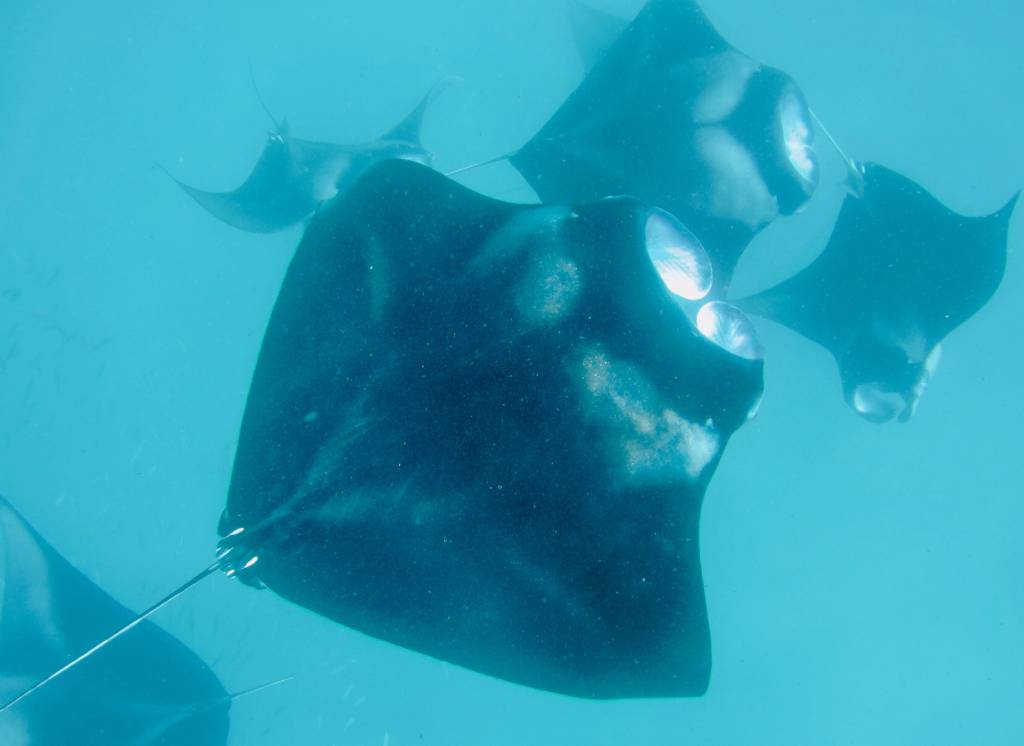 Nadando entre centenas de arraias-mantas