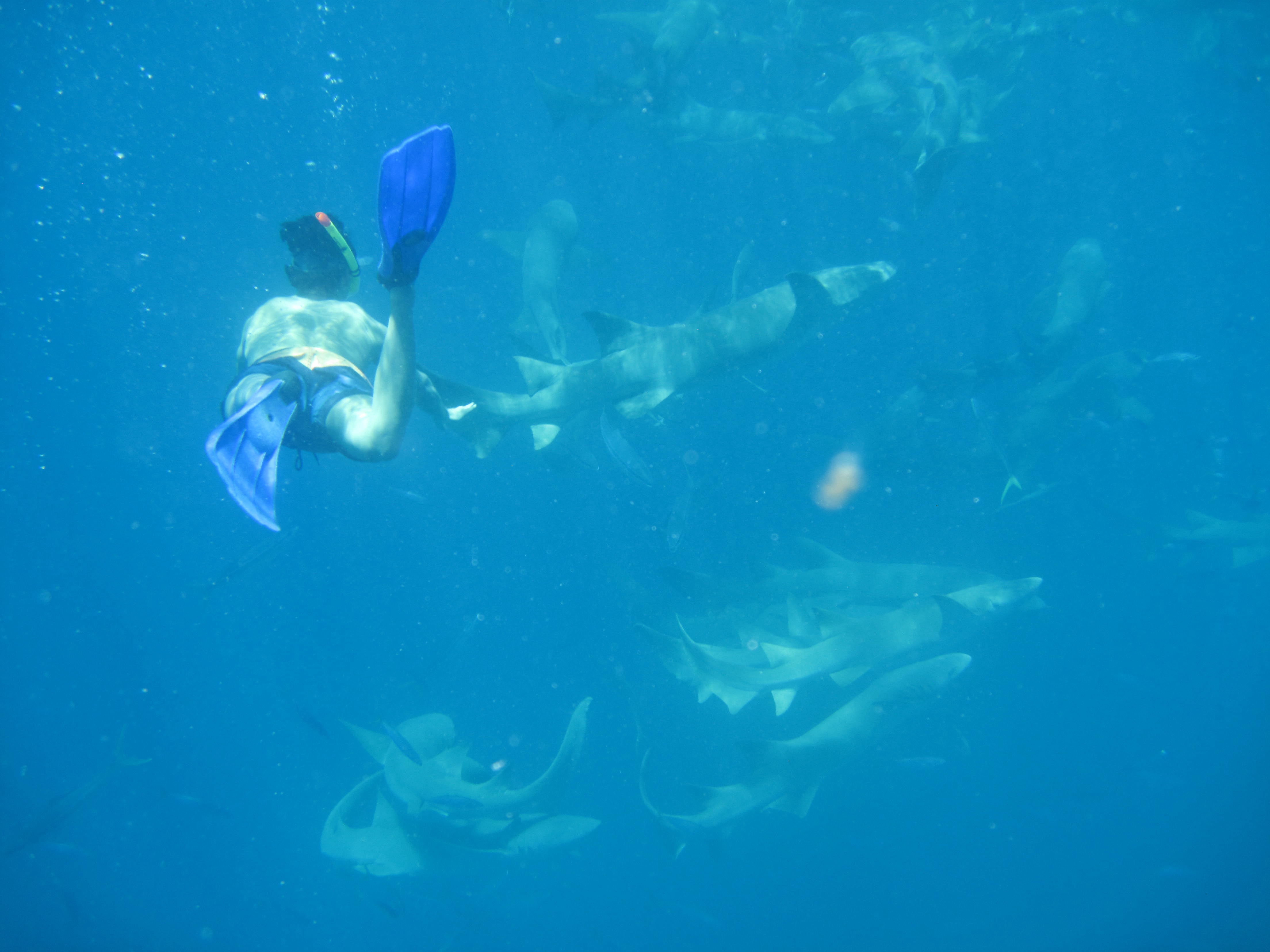 Mergulho com tubarões inofensivos: um dos passeios do Niyama