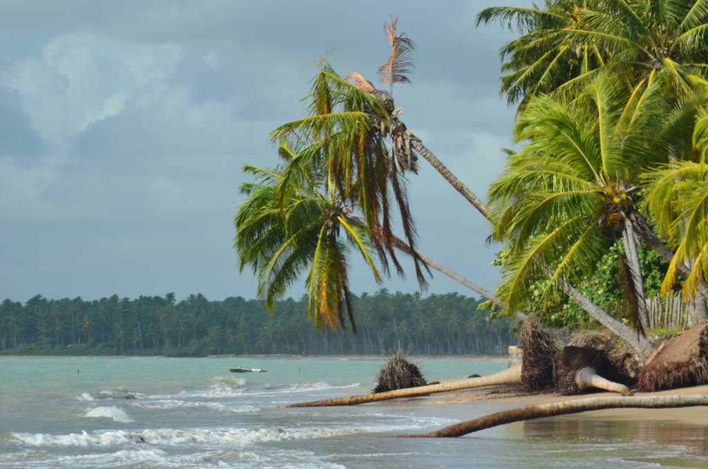 A foto mostra uma praia que quase não possui faixa de areia. Os coqueiros são abundantes e se inclinam sobre o mar. Percebe-se que a praia tem um formato circular pois é possível ver mais coqueiros ao fundo, bem como o céu nublado e acinzentado.