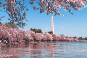 Cerejeiras em Washington D.C
