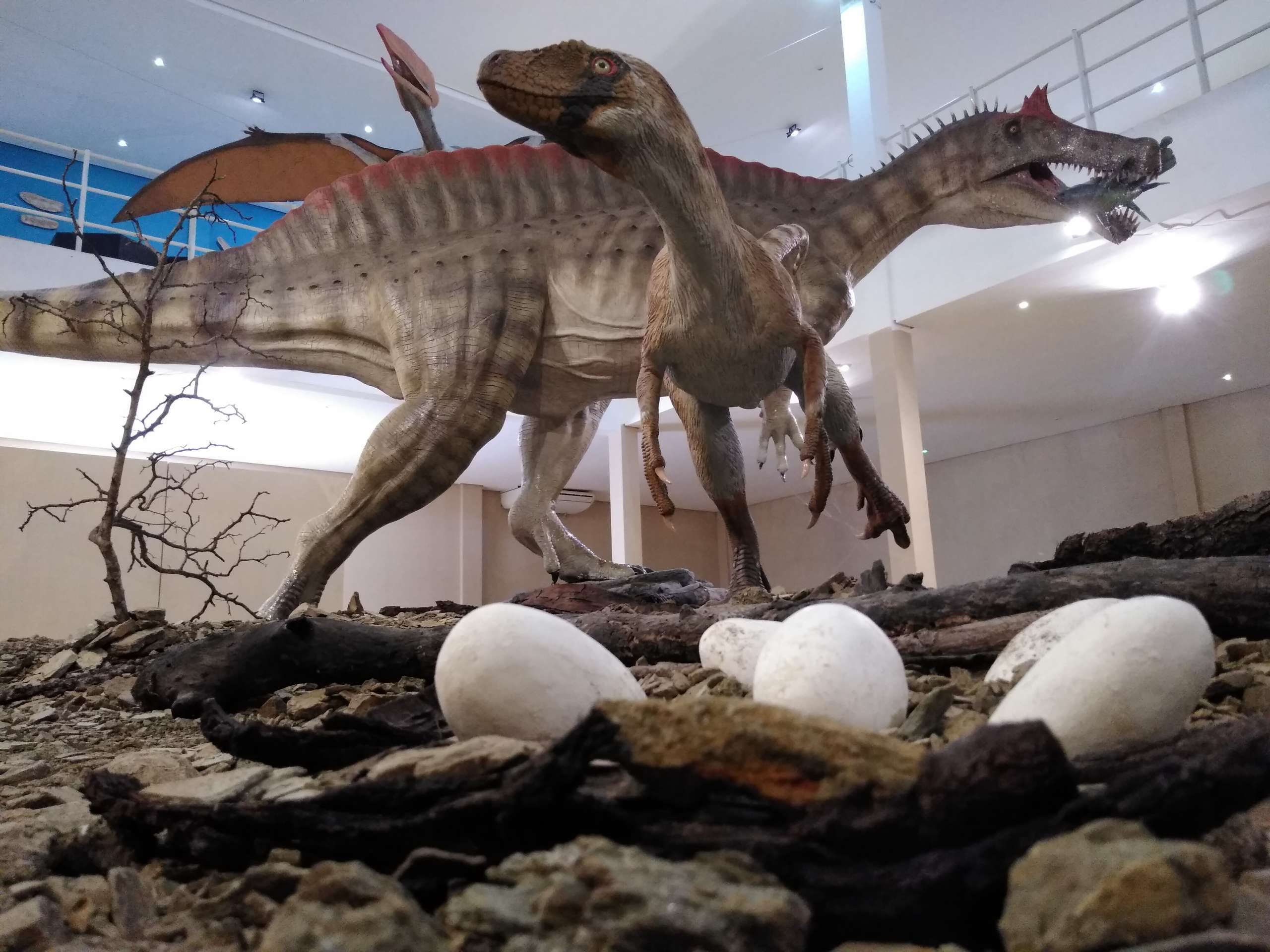 Museu de Paleontologia Plácido Cidade Nuvens