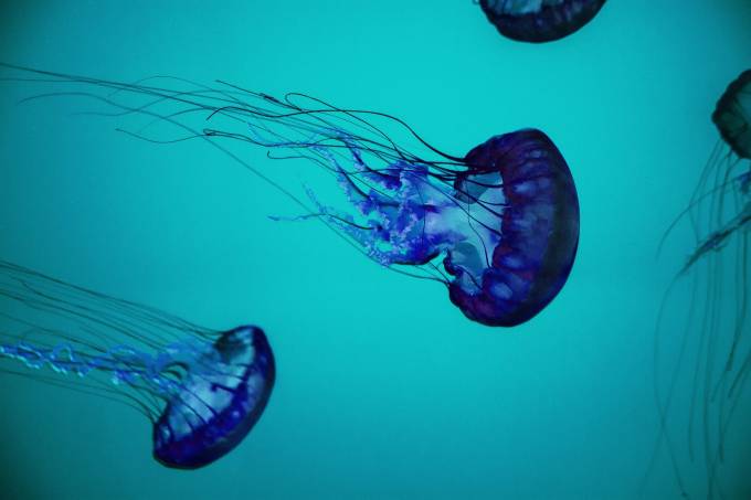 Verano en Europa: cómo escapar de las medusas en las playas españolas