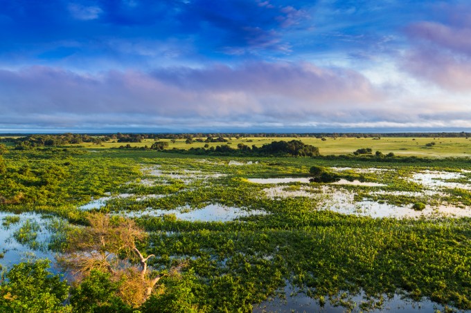 Pantanal,_Mato_Grosso,_Brasil