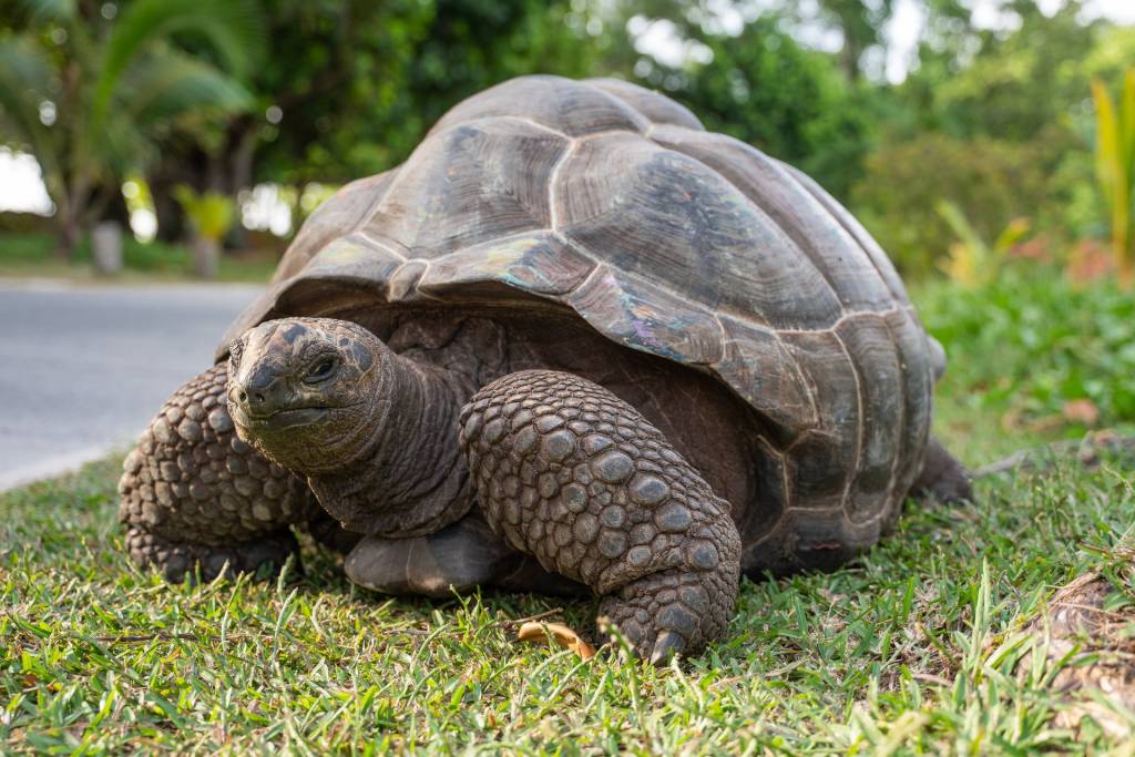 As simpáticas tartarugas-gigantes são outro símbolo do arquipélago.