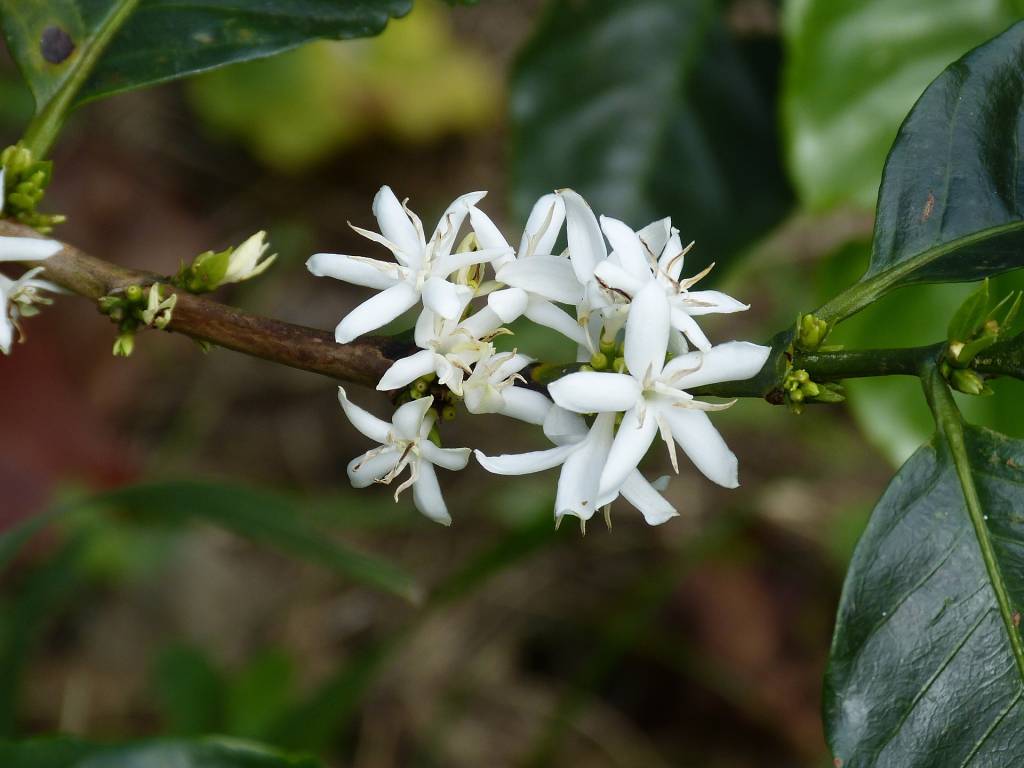 A imagem mostra uma flor branca e pequena