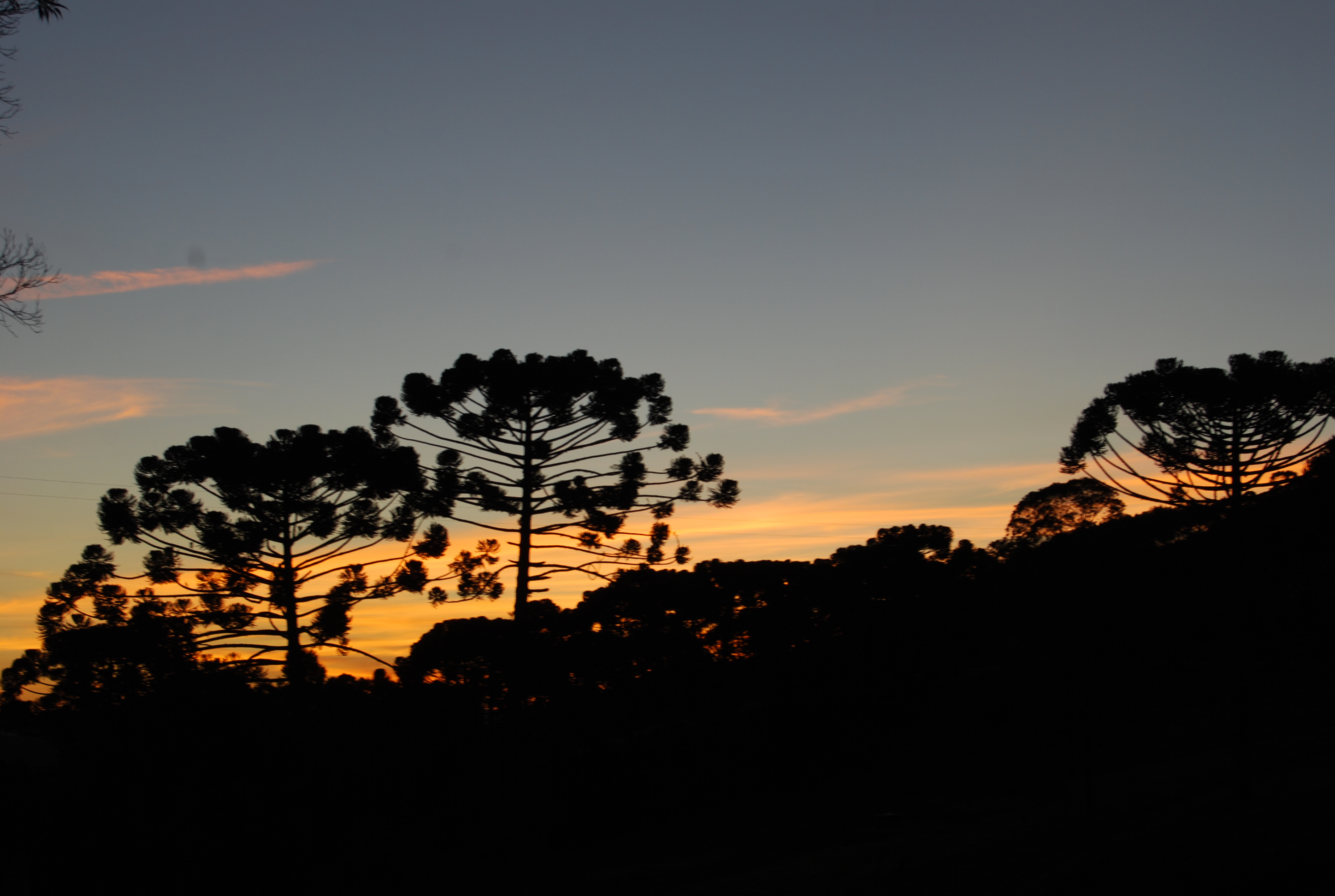 A foto mostra araucárias ao pôr do sol