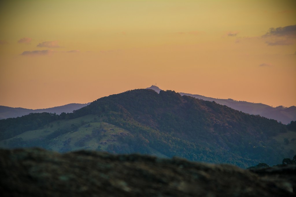 A foto mostra araucárias ao por do sol