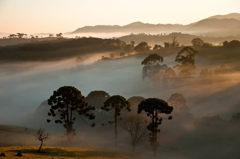 Araucárias, Parque Nacional da Serra da Bocaina, São Paulo e Rio de Janeiro, Brasil Araucárias, Parque Nacional da Serra da Bocaina, São Paulo e Rio de Janeiro, Brasil