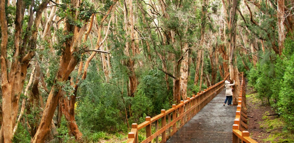 O Bosque de Arrayanes é parada nos passeios de barco em Bariloche