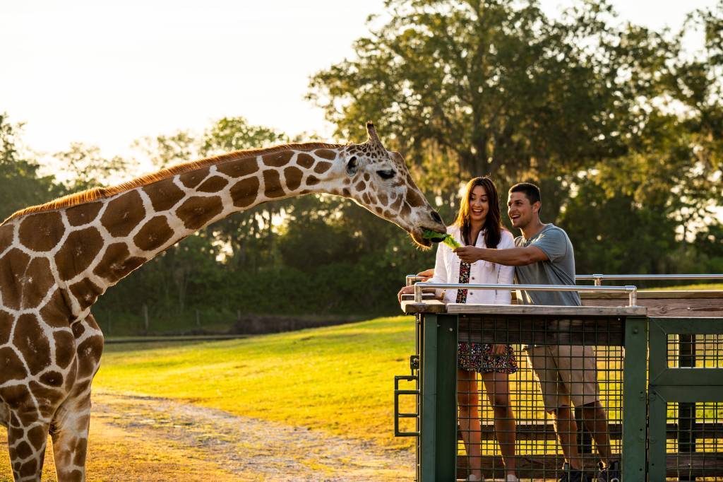 Safari, Busch Gardens, Tampa, Flórida, Estados Unidos