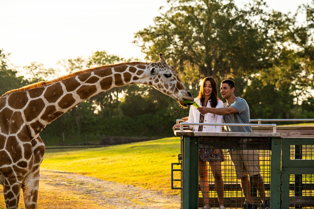 Safari, Busch Gardens, Tampa, Flórida, Estados Unidos