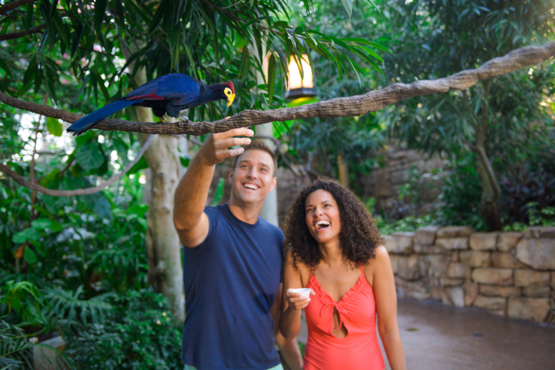 Explorer’s Aviary, Discovery Cove, Orlando, Flórida, Estados Unidos Explorer's Aviary, Discovery Cove, Orlando, Flórida, Estados Unidos