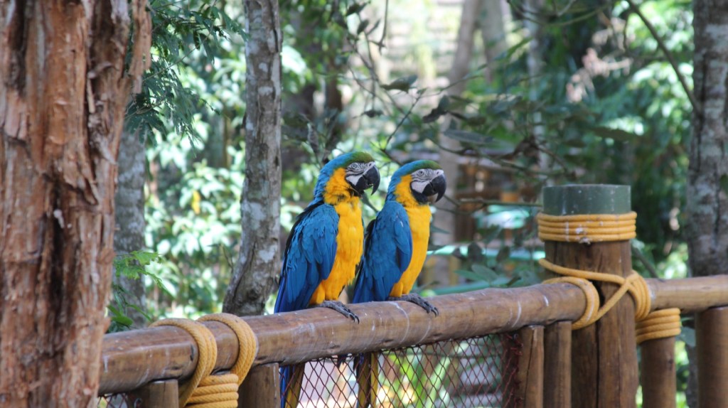 duas-araras-azuis-num-aviário-perto-de-São-Paulo