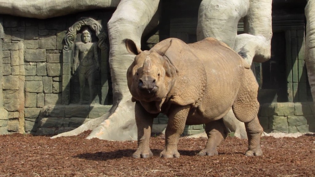 rinoceronte-no-zoológico-perto-de-São-Paulo-no-Brasil