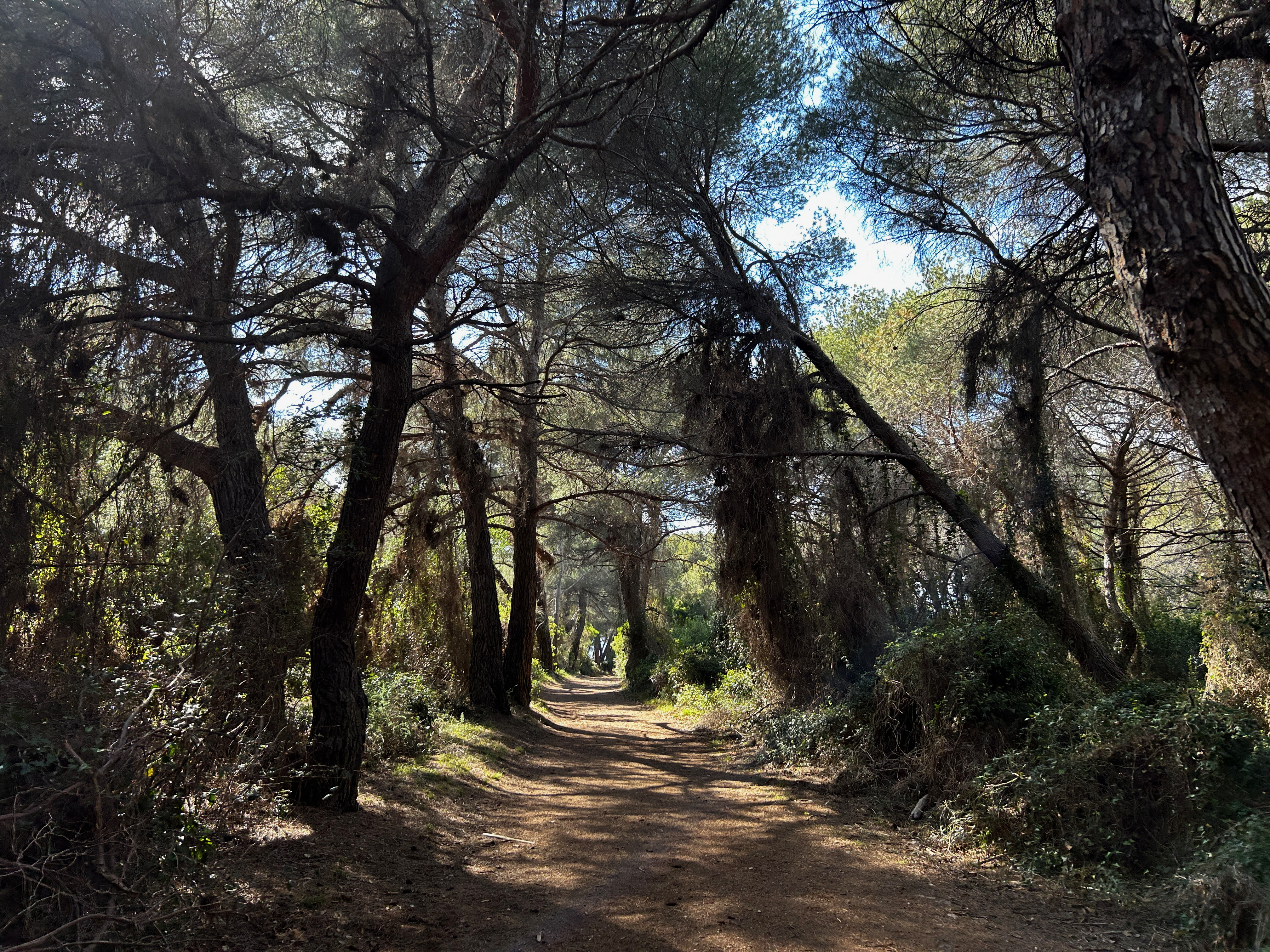 SaintMarguerithe – 13 Caminhando pelo bosque.