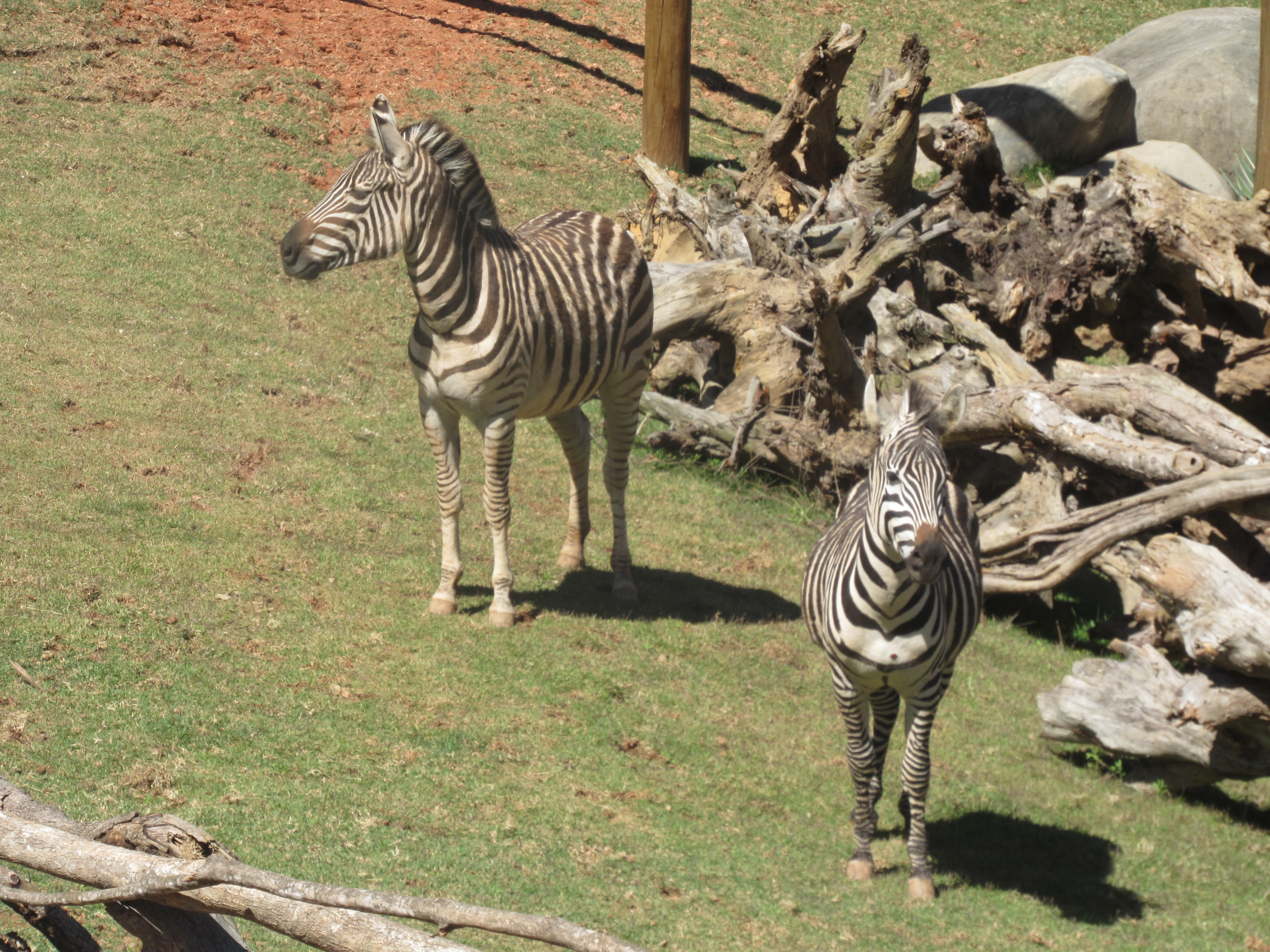 foto-de-zebras-no-zoológico-do-Animália-Park-em-cotia-perto-de-São-Paulo-no-Brasil