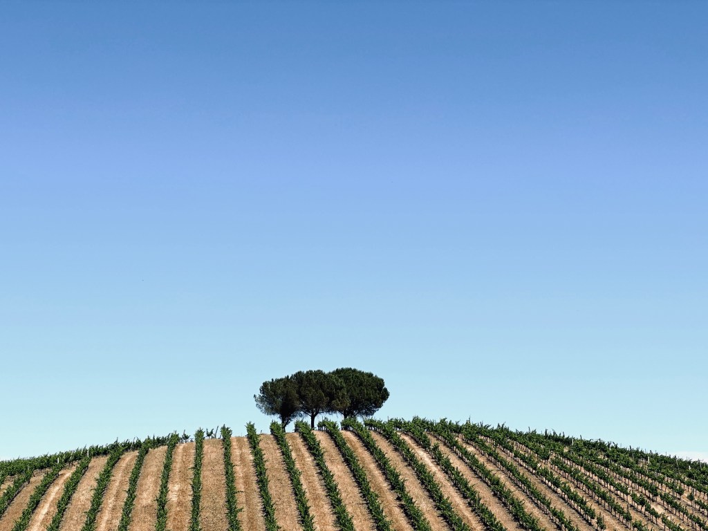 Fileiras de vinhedos subindo uma colina, com uma árvore no topo e o céu azul
