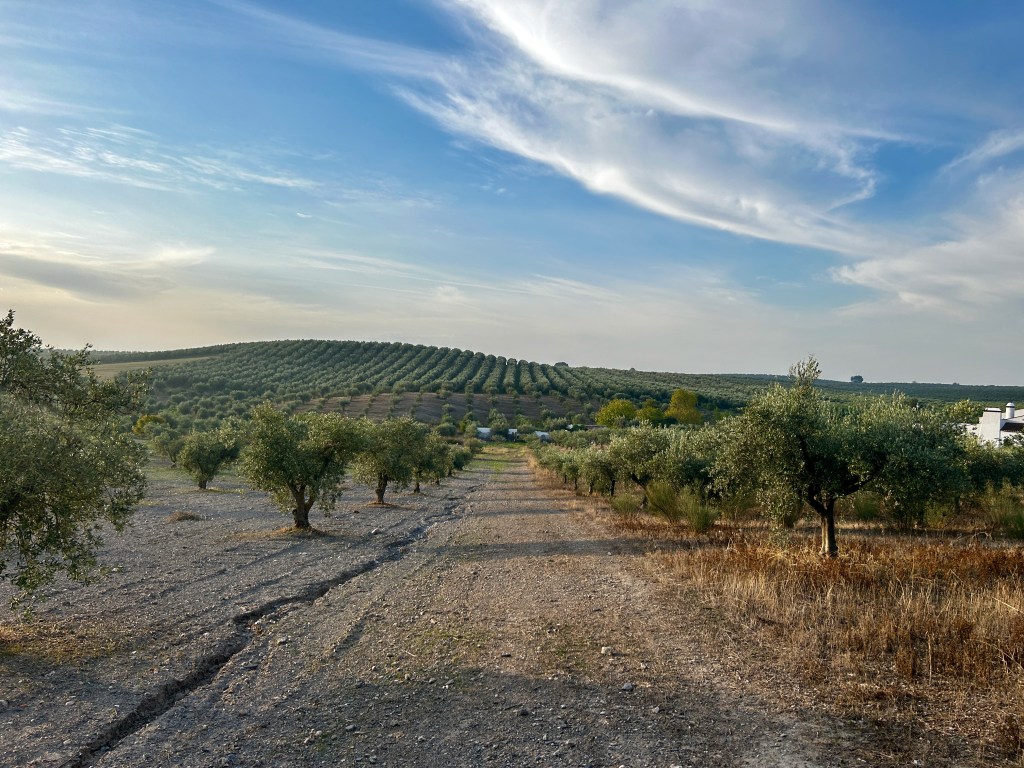 Um sem fim de oliveiras que sobe e desce colinas suaves até onde a vista alcança.