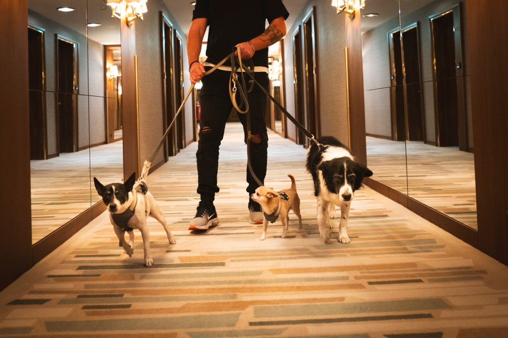 Homem caminha com três cachorros na coleira no corredor do hotel
