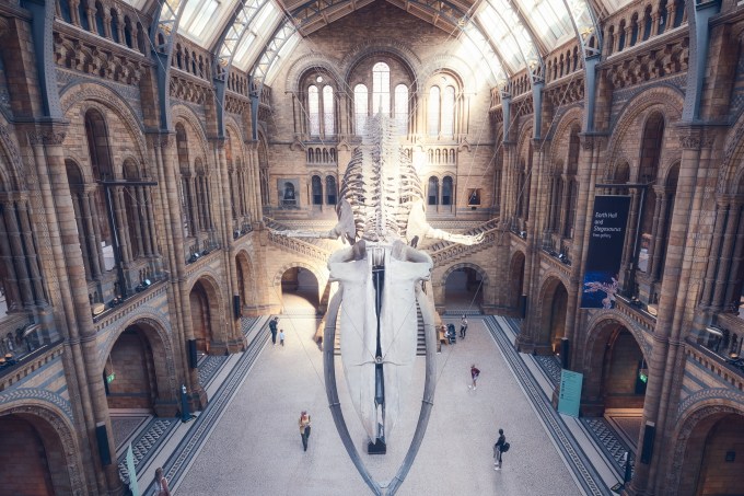 View of a large hall with suspended whale skeleton