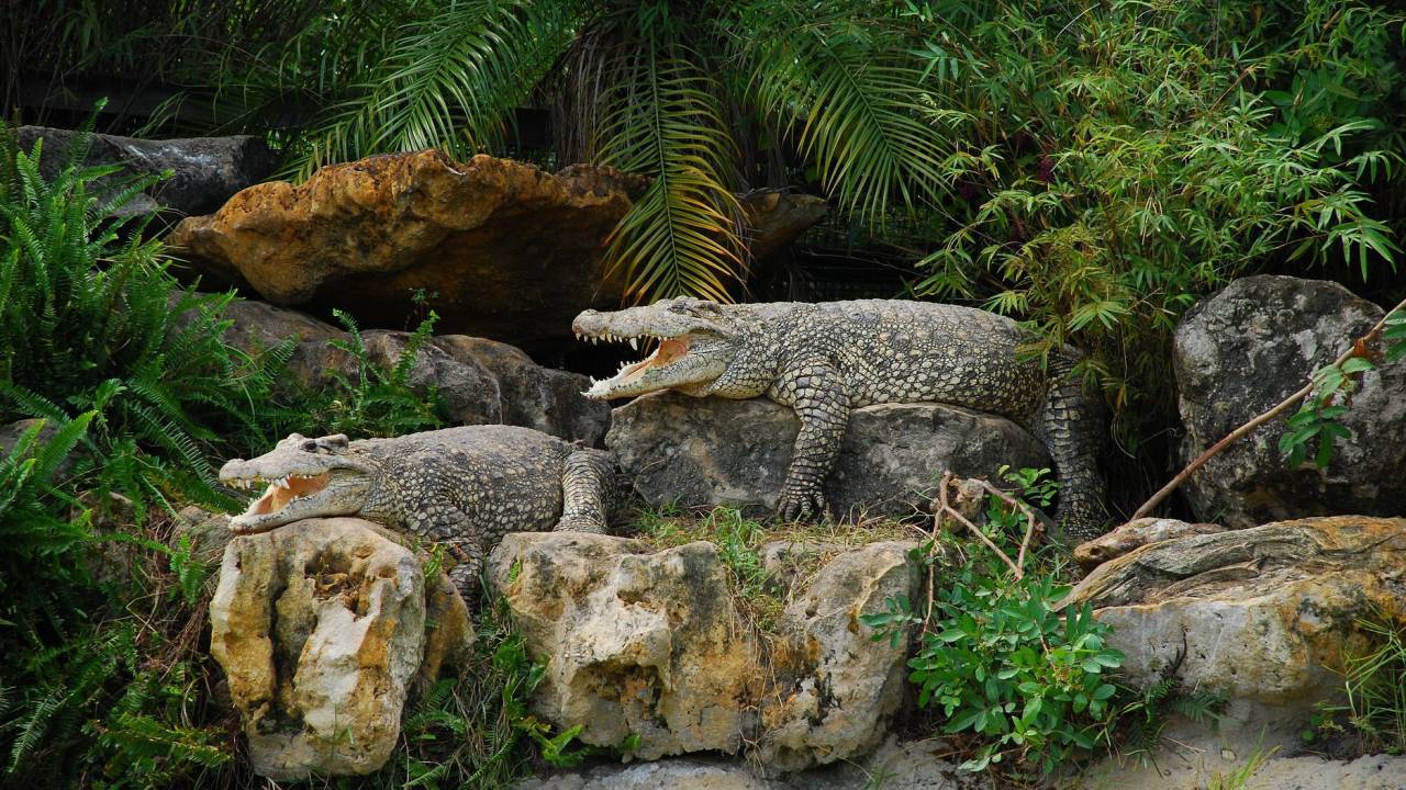 Gatorland, Orlando, Estados Unidos