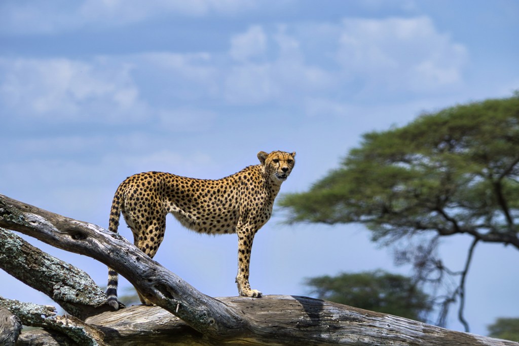 Parque Nacional do Serengeti, Tanzânia