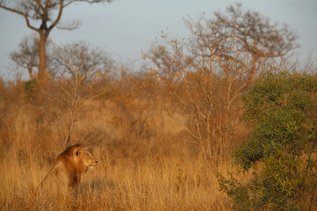 Parque Nacional Kruger, África do Sul