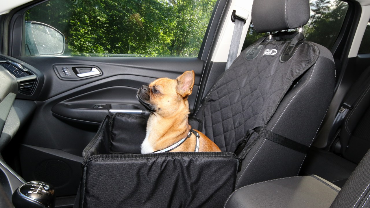 Cachorro, viagem de carro