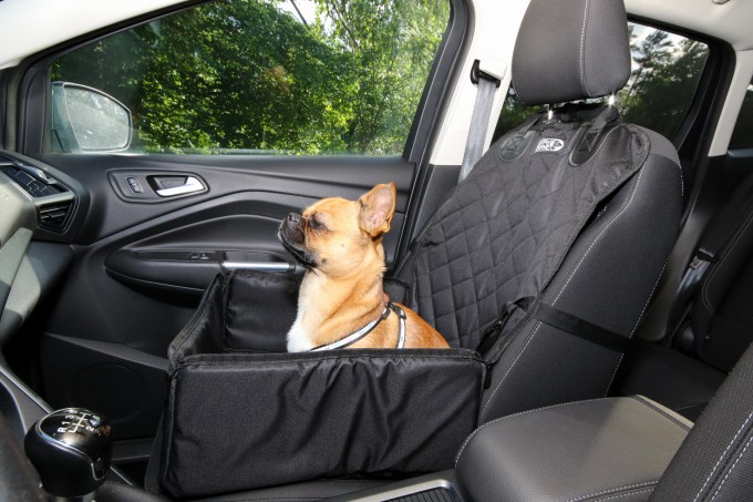 Cachorro, viagem de carro