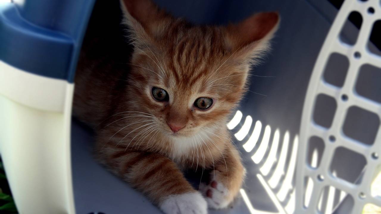 gato viaja na casinha