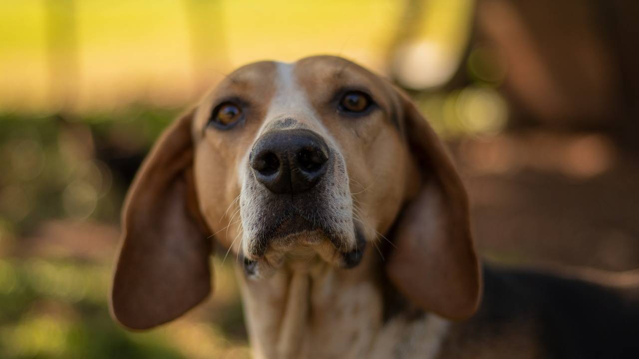 cachorro