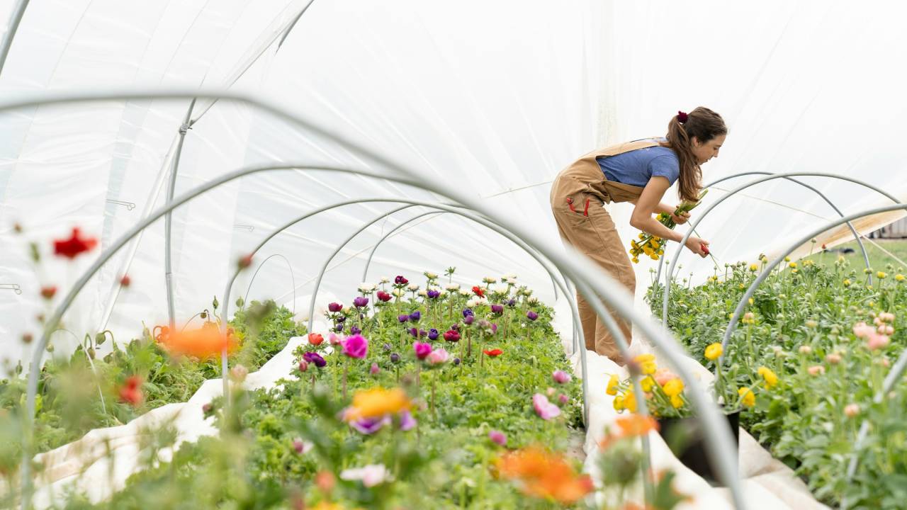 Campo de flores