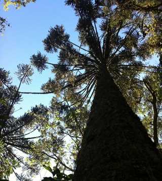 Araucária de 500 anos é símbolo da trilha