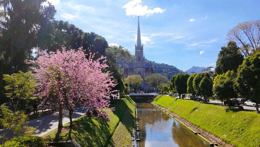 Cerejeiras – avenida Koeler Cerejeira em flor na Avenida Koeler