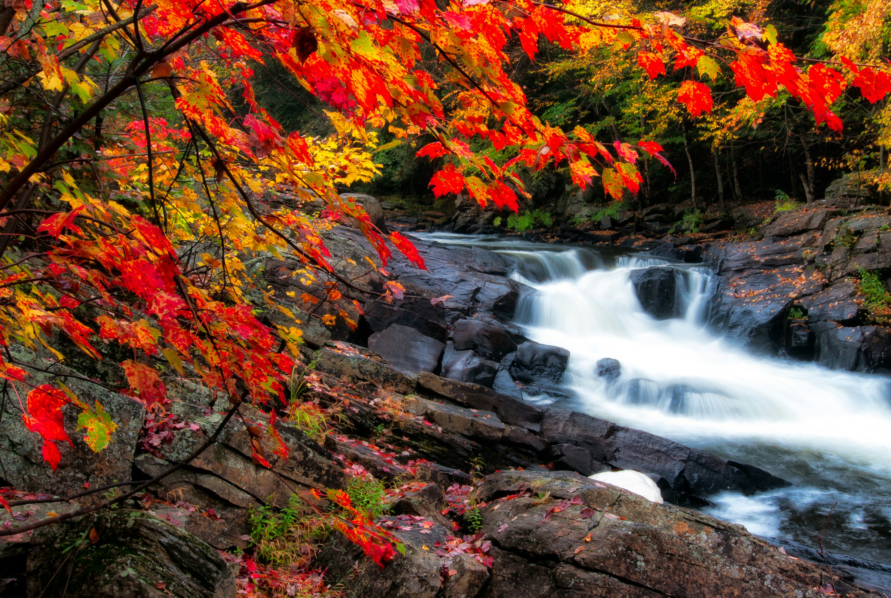 bordo-outono-bordo-canadá