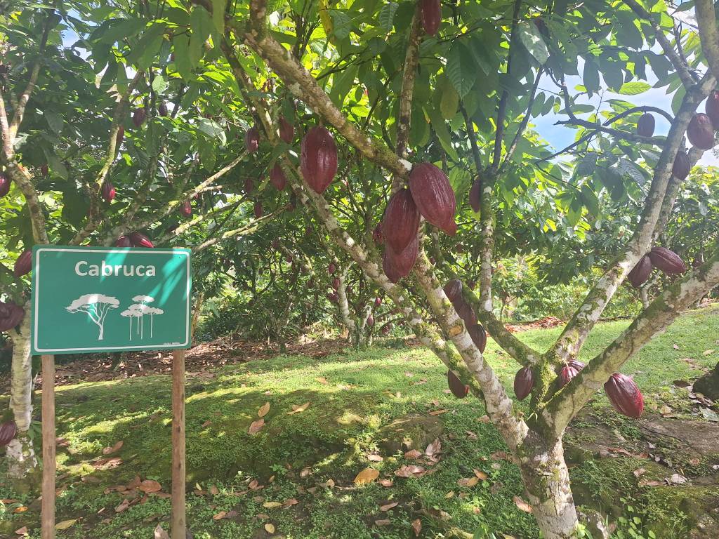 Fazenda Capela Velha, Ilhéus, Bahia