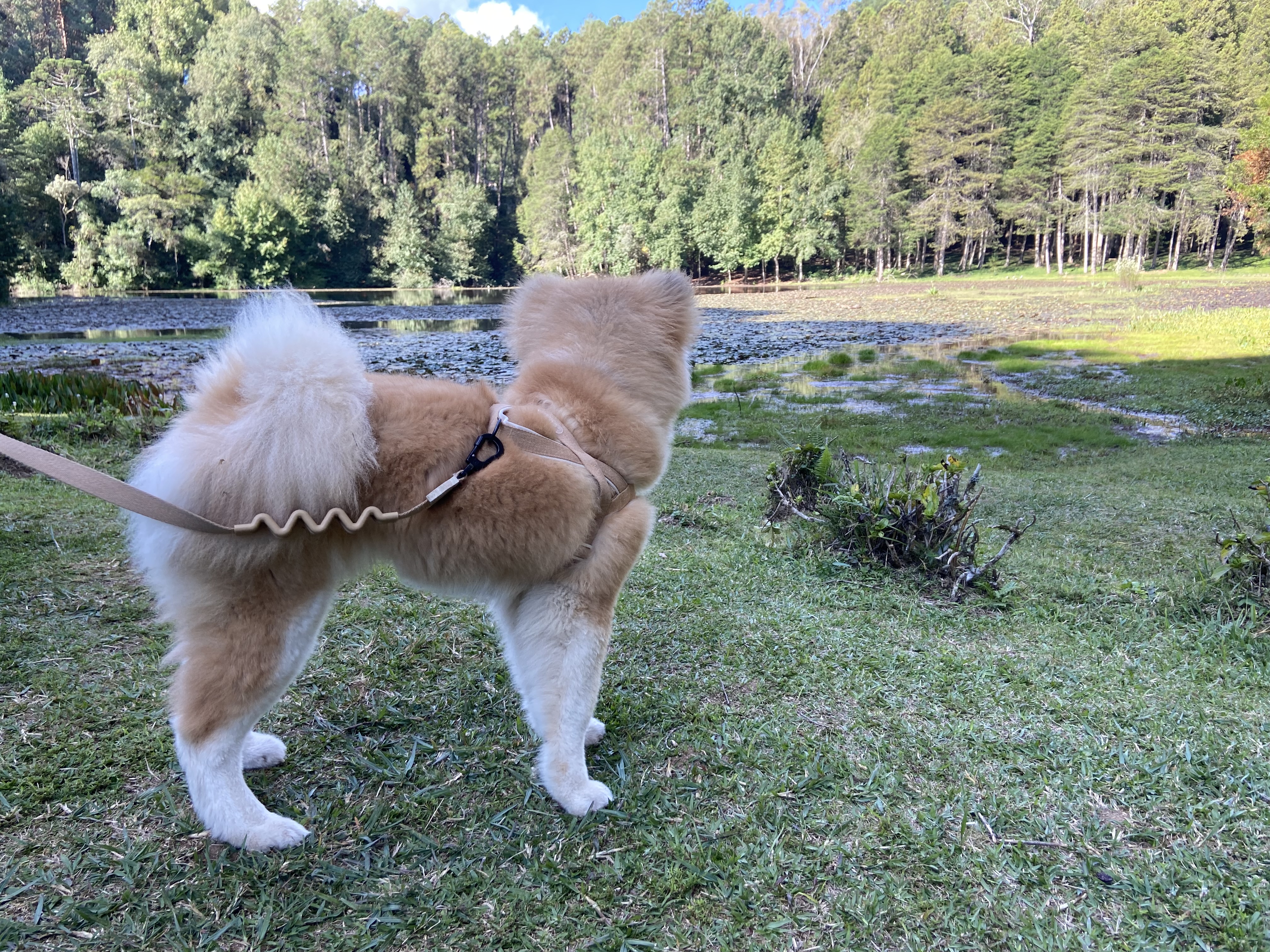 Parque Bambuí, Campos do Jordão, São Paulo