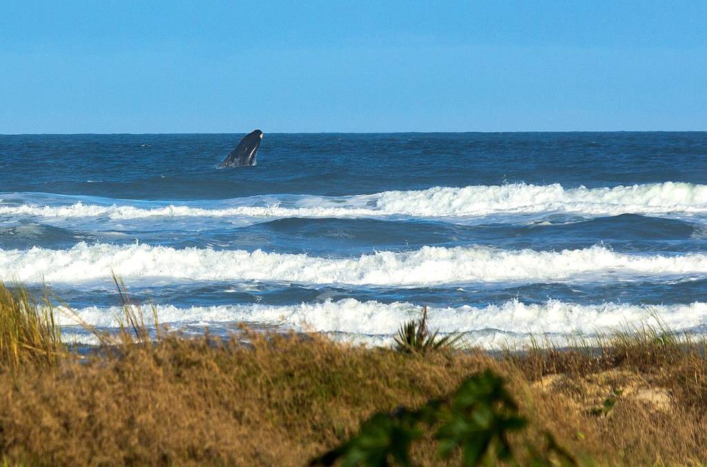 baleia-franca