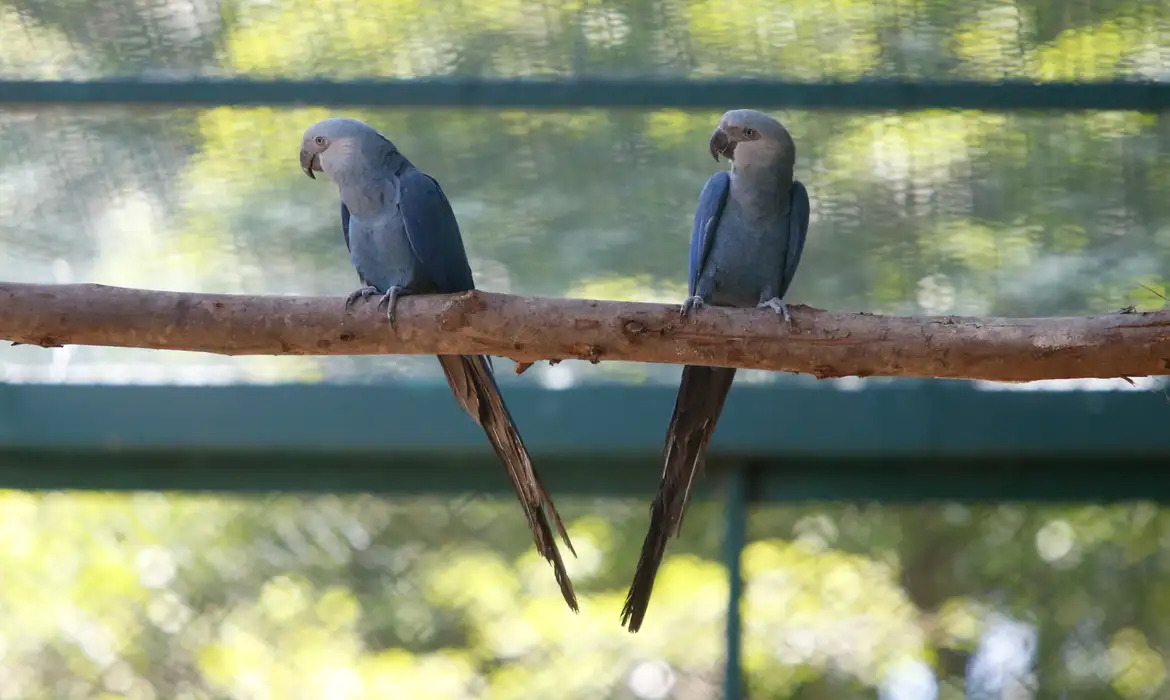ararinha azul
