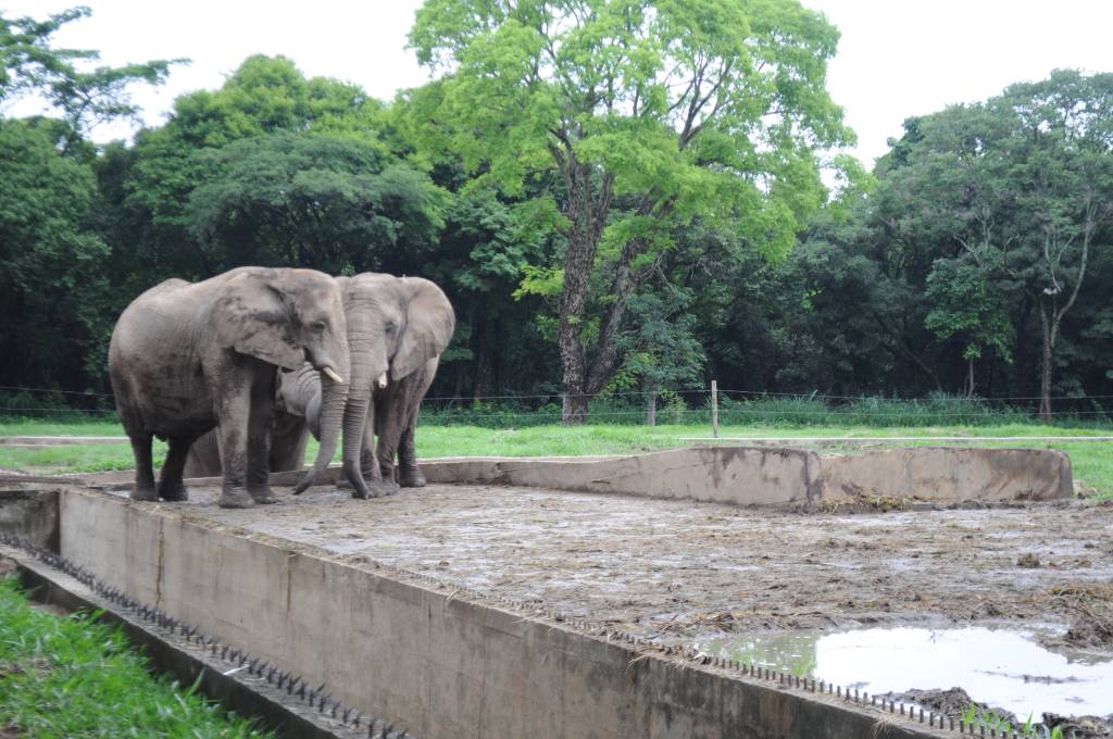 Zoológico, Belo Horizonte, Minas Gerais