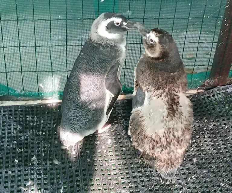Pinguins, Instituto Albatroz, Rio de Janeiro Pinguins, Instituto Albatroz, Rio de Janeiro