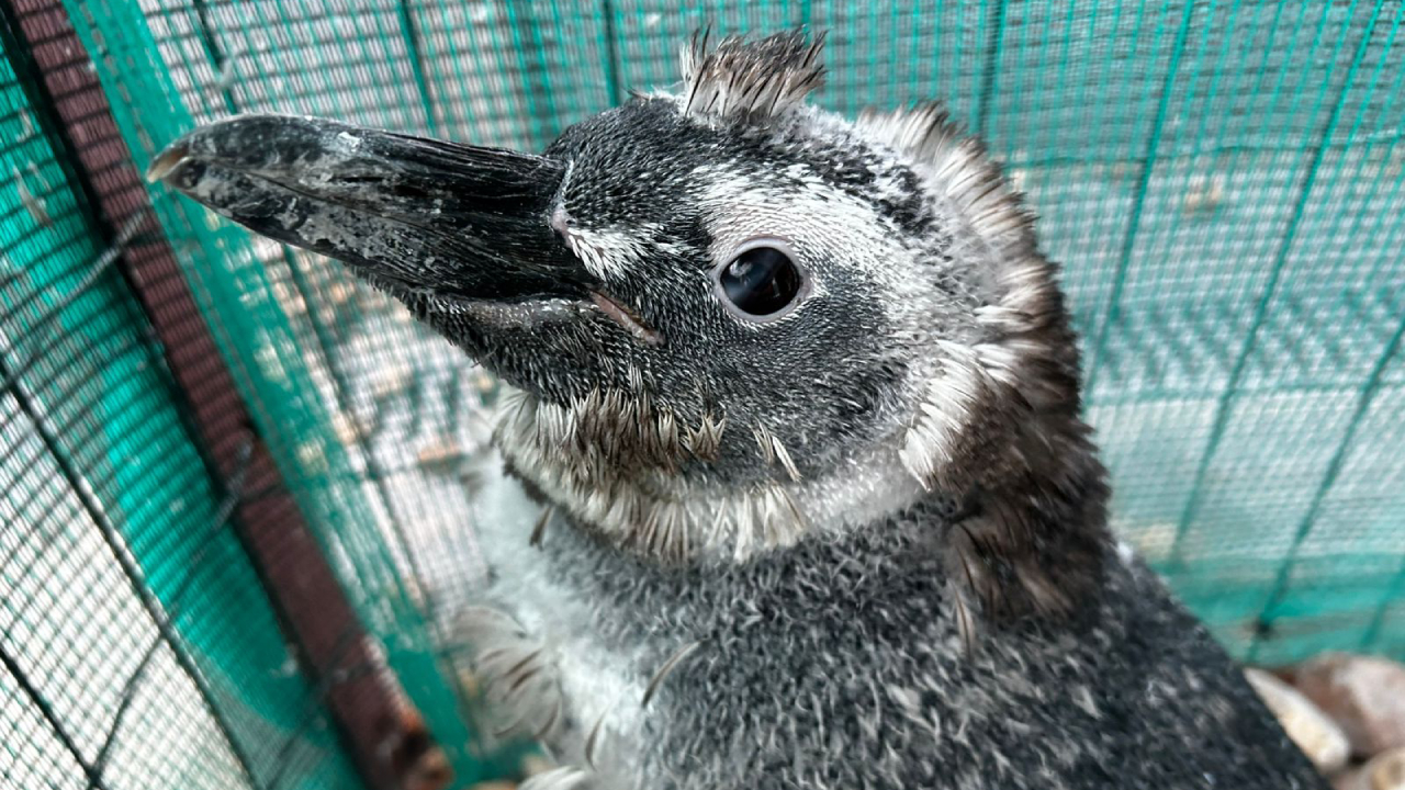 Pinguim, Instituto Albatroz, Rio de Janeiro