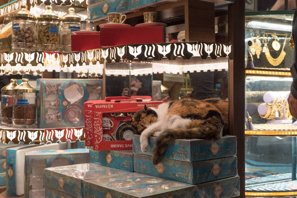 gato-istambul-loja gato-istambul-loja