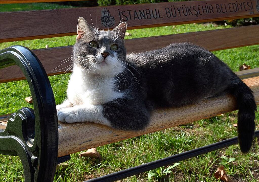 gatos-istambul